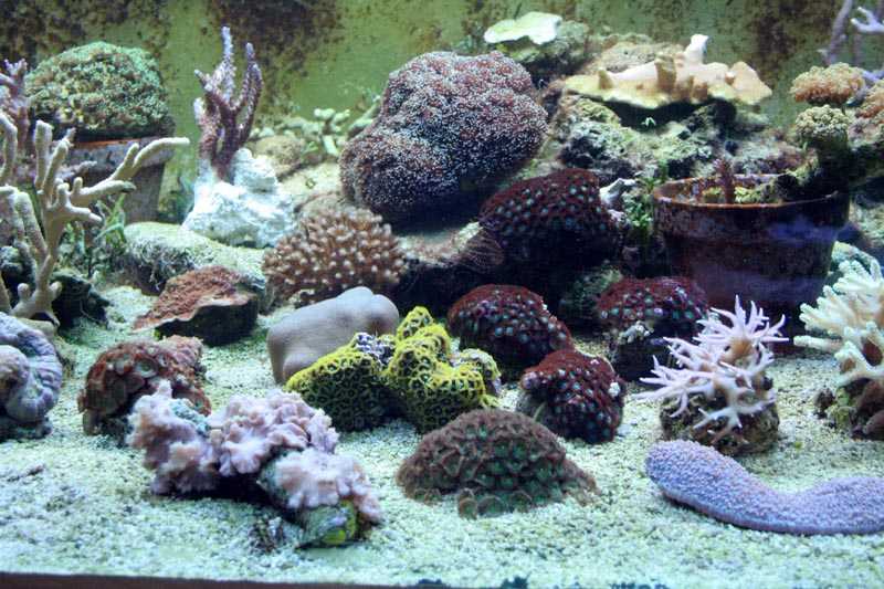Korallenzucht Steinkorallenzucht Rttgardt